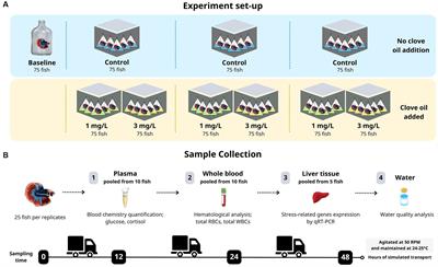 Effects of clove oil concentrations on blood chemistry and stress-related gene expression in Siamese fighting fish (Betta splendens) during transportation